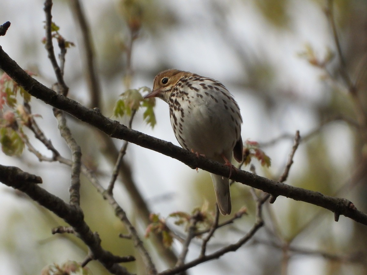 Paruline couronnée - ML636493372