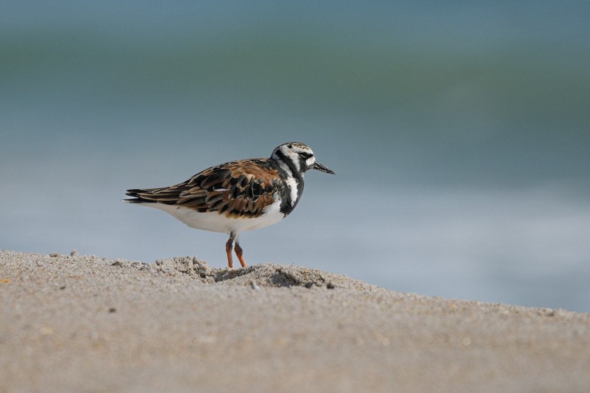 Ruddy Turnstone - ML636493385
