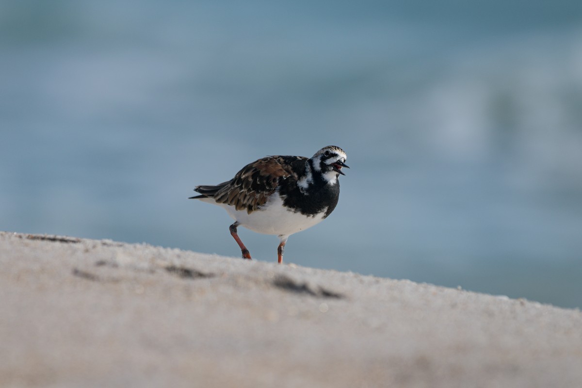 Ruddy Turnstone - ML636493399