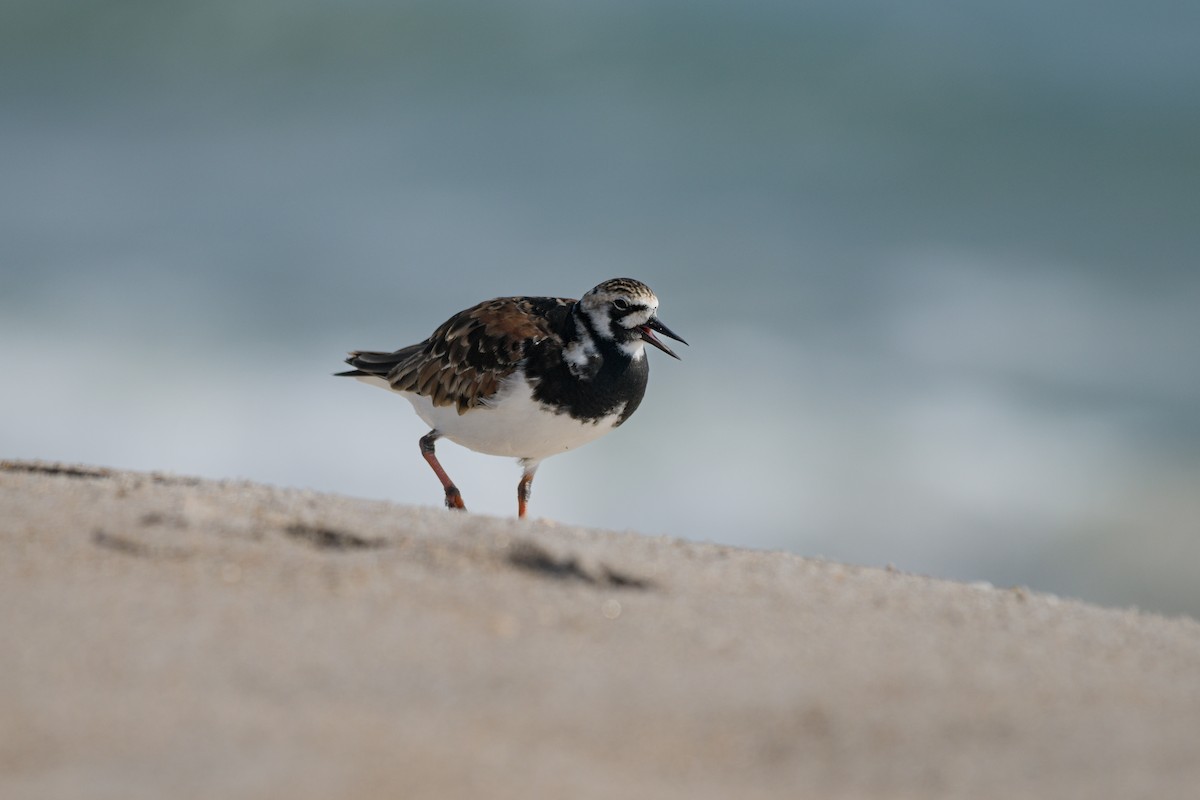 Ruddy Turnstone - ML636493403