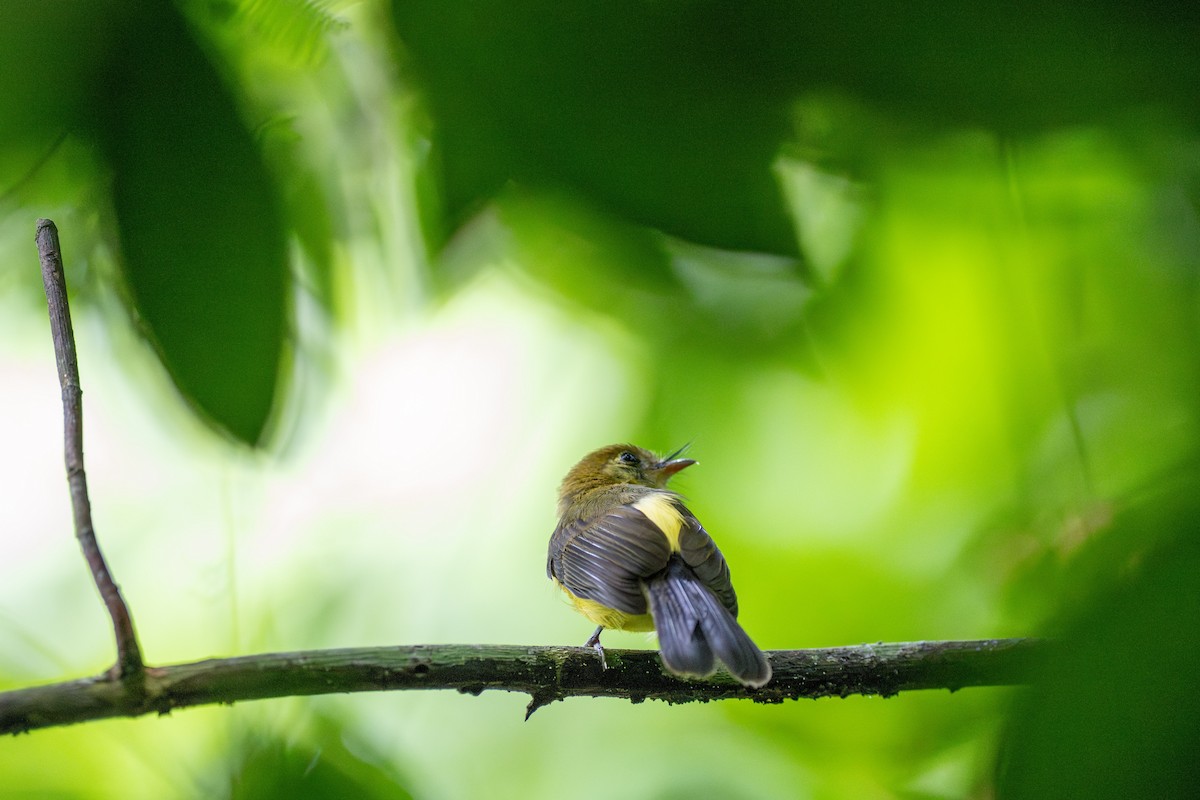 Sulphur-rumped Flycatcher - ML636493460