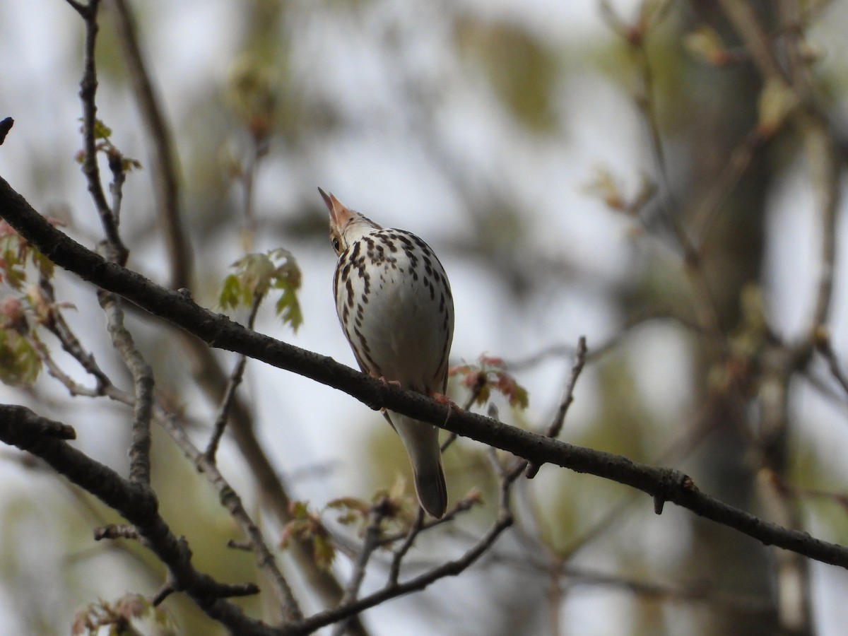 Paruline couronnée - ML636493497
