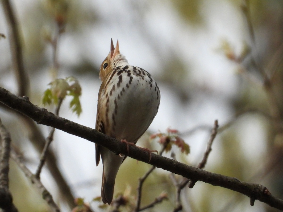 Paruline couronnée - ML636493502