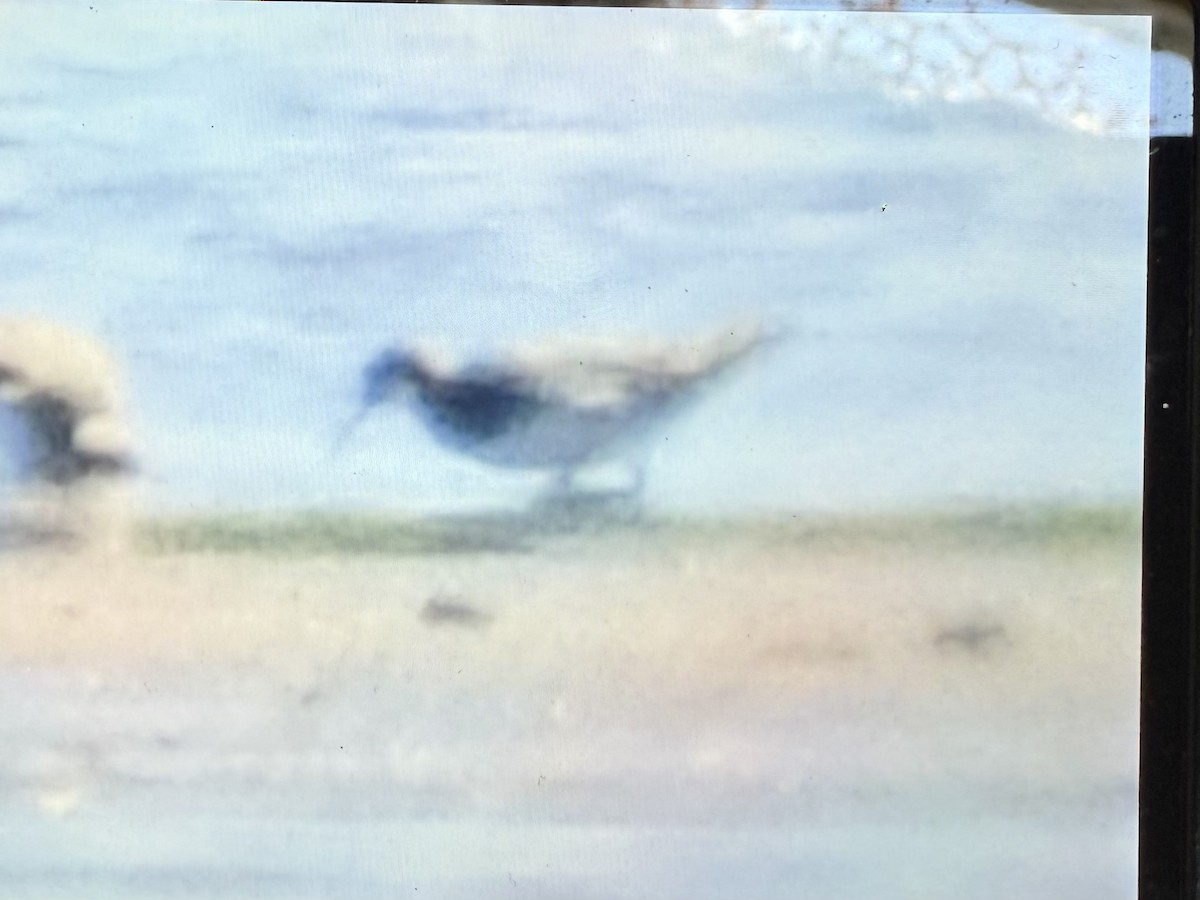 Wilson's Phalarope - ML636493521