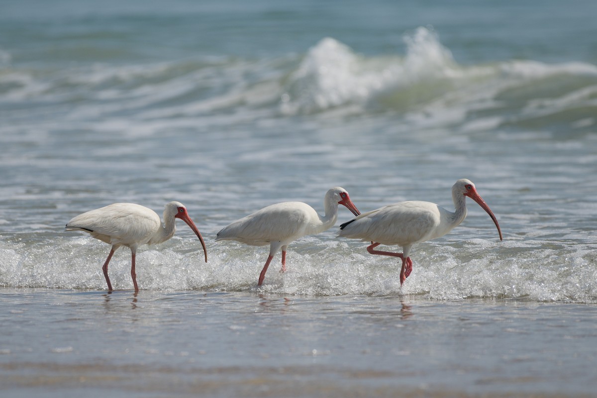 White Ibis - ML636493522