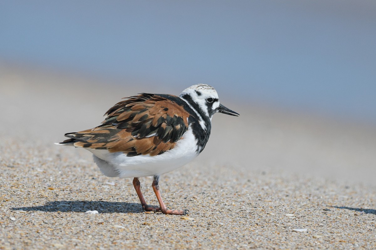 Ruddy Turnstone - ML636493588