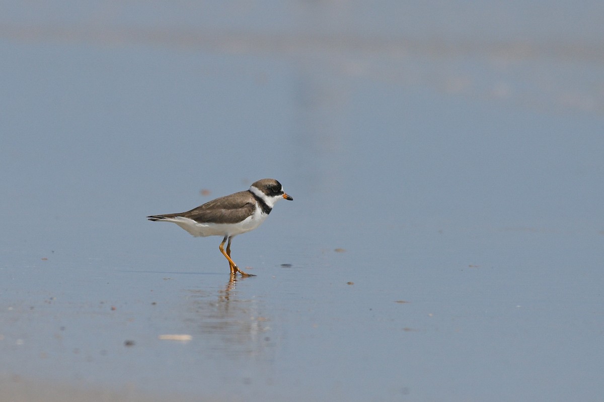 Semipalmated Plover - ML636493640