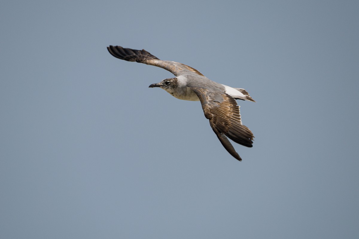 Laughing Gull - ML636493664