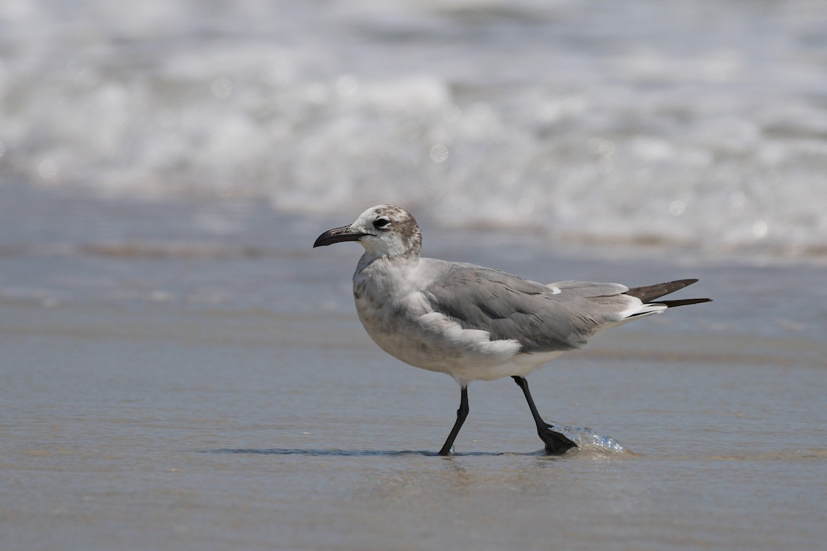 Laughing Gull - ML636493717