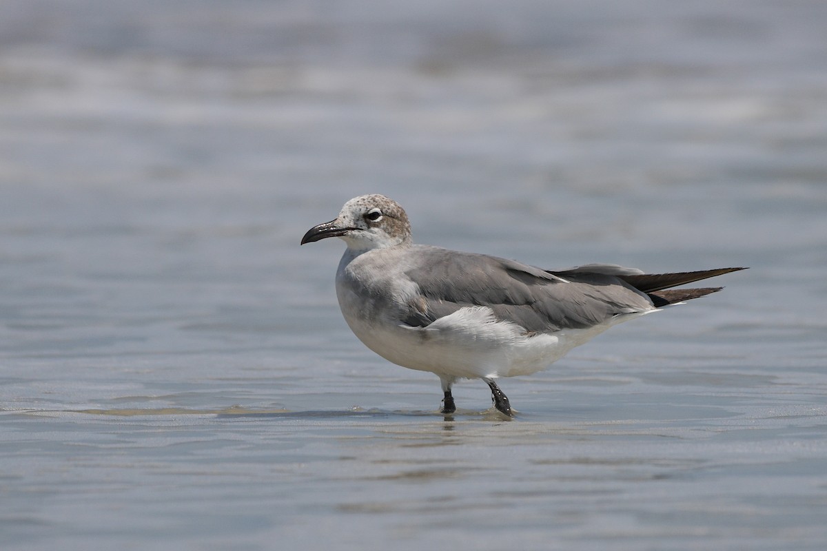 Laughing Gull - ML636493726