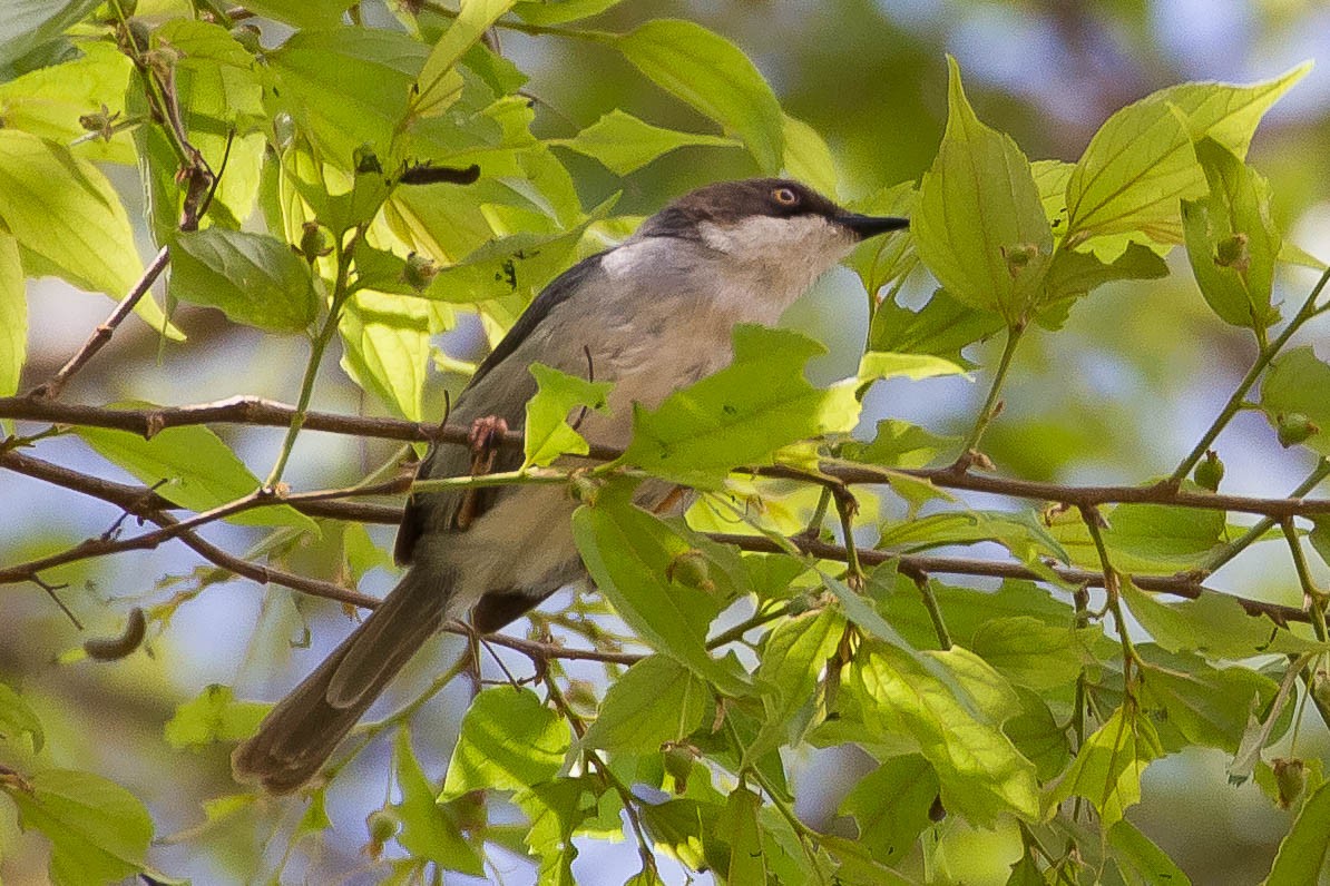 Brown-headed Apalis - ML636493732