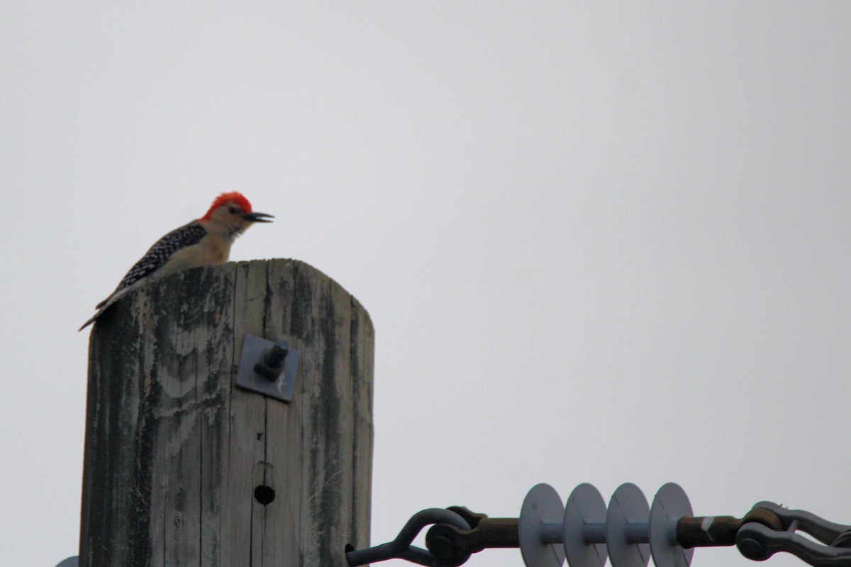Red-bellied Woodpecker - ML636493765