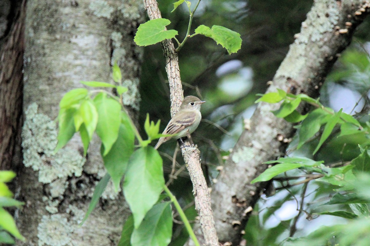Least Flycatcher - ML636493787