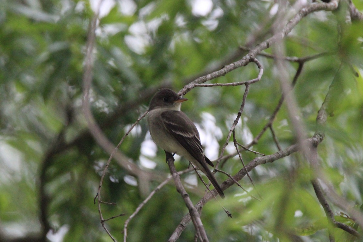 Eastern Phoebe - ML636493809