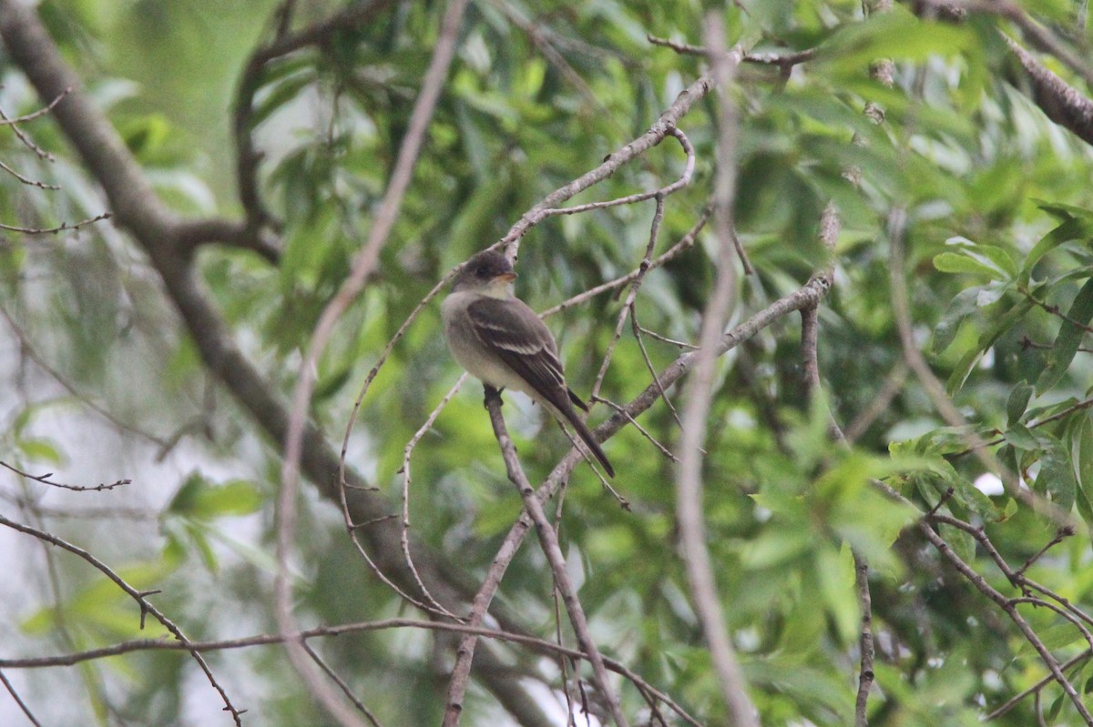 Eastern Phoebe - ML636493810