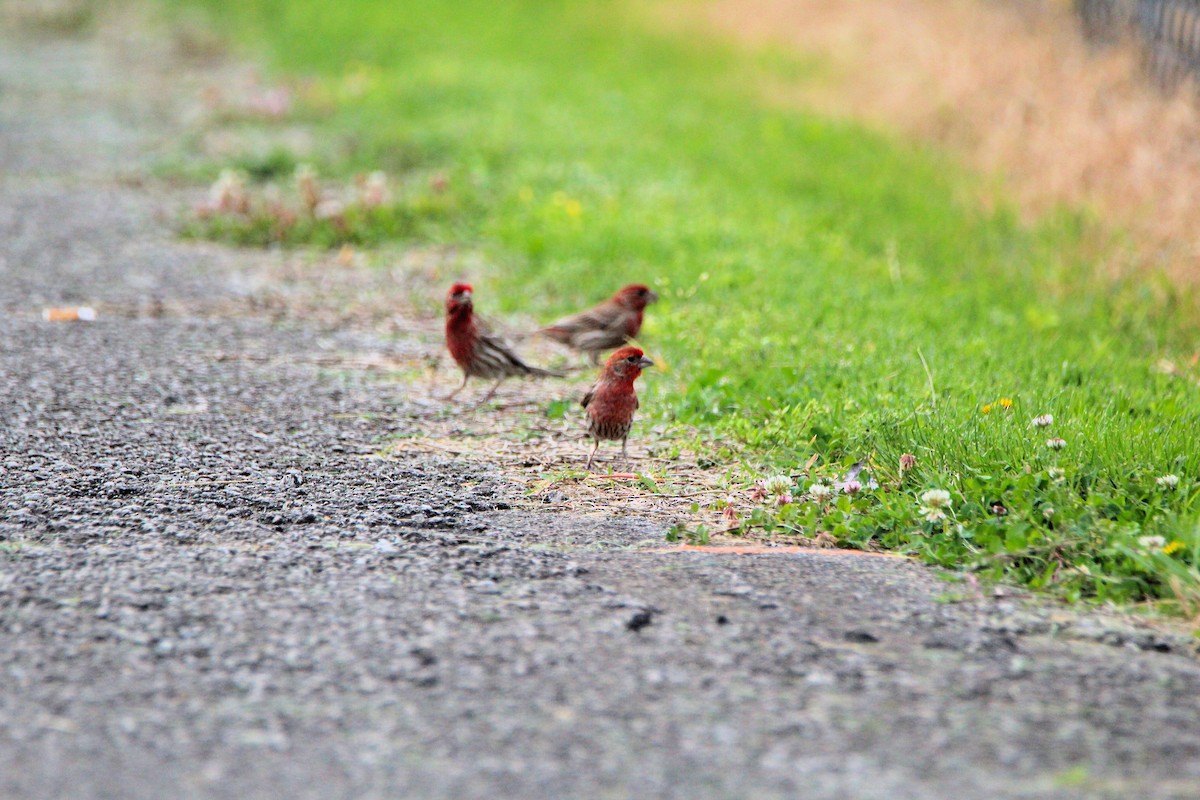 House Finch - ML636493839