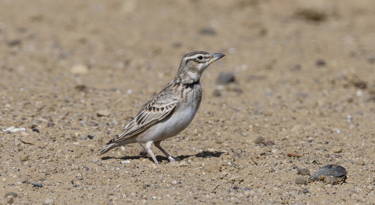 クビワコウテンシ - ML636493861
