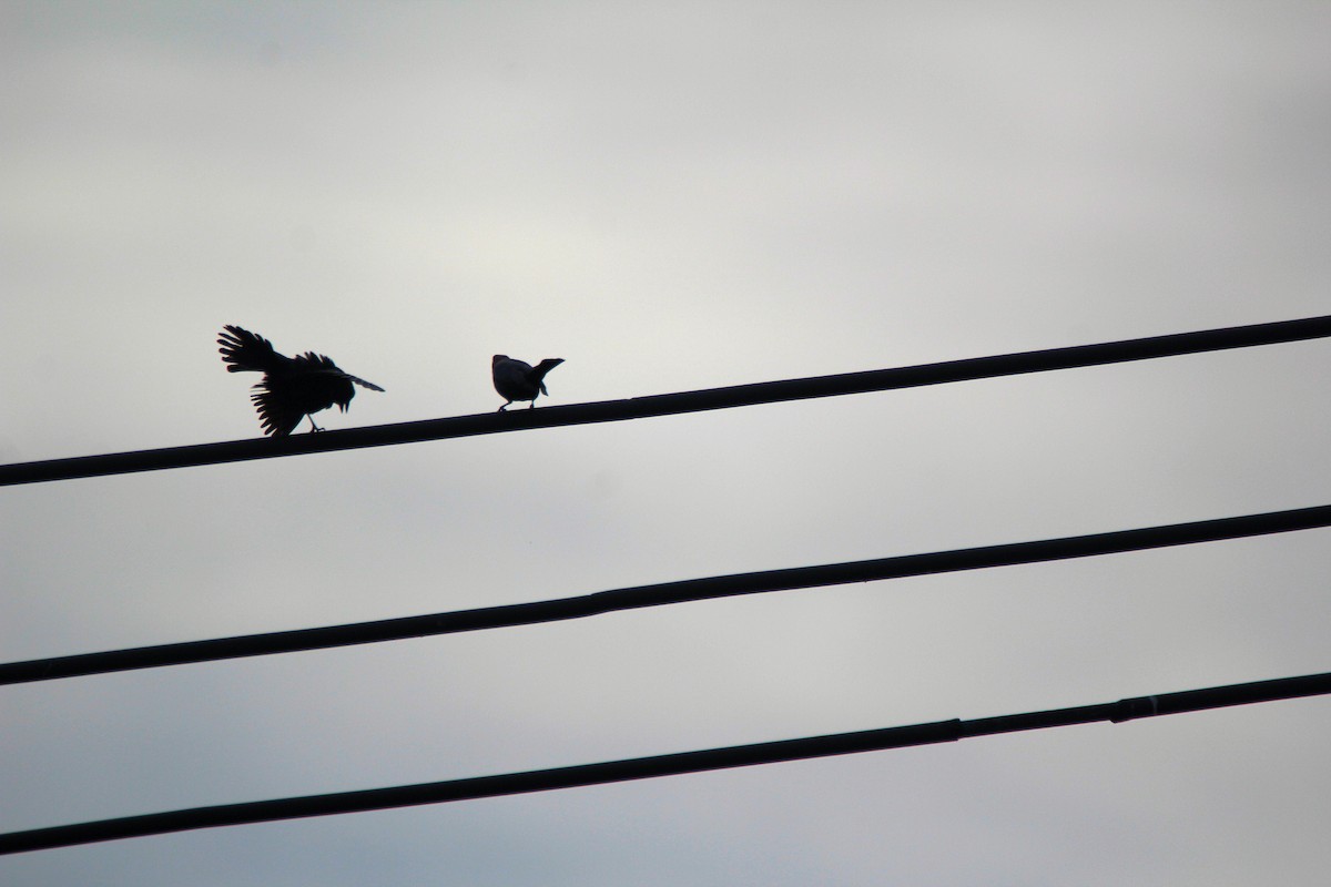 Brown-headed Cowbird - ML636493867