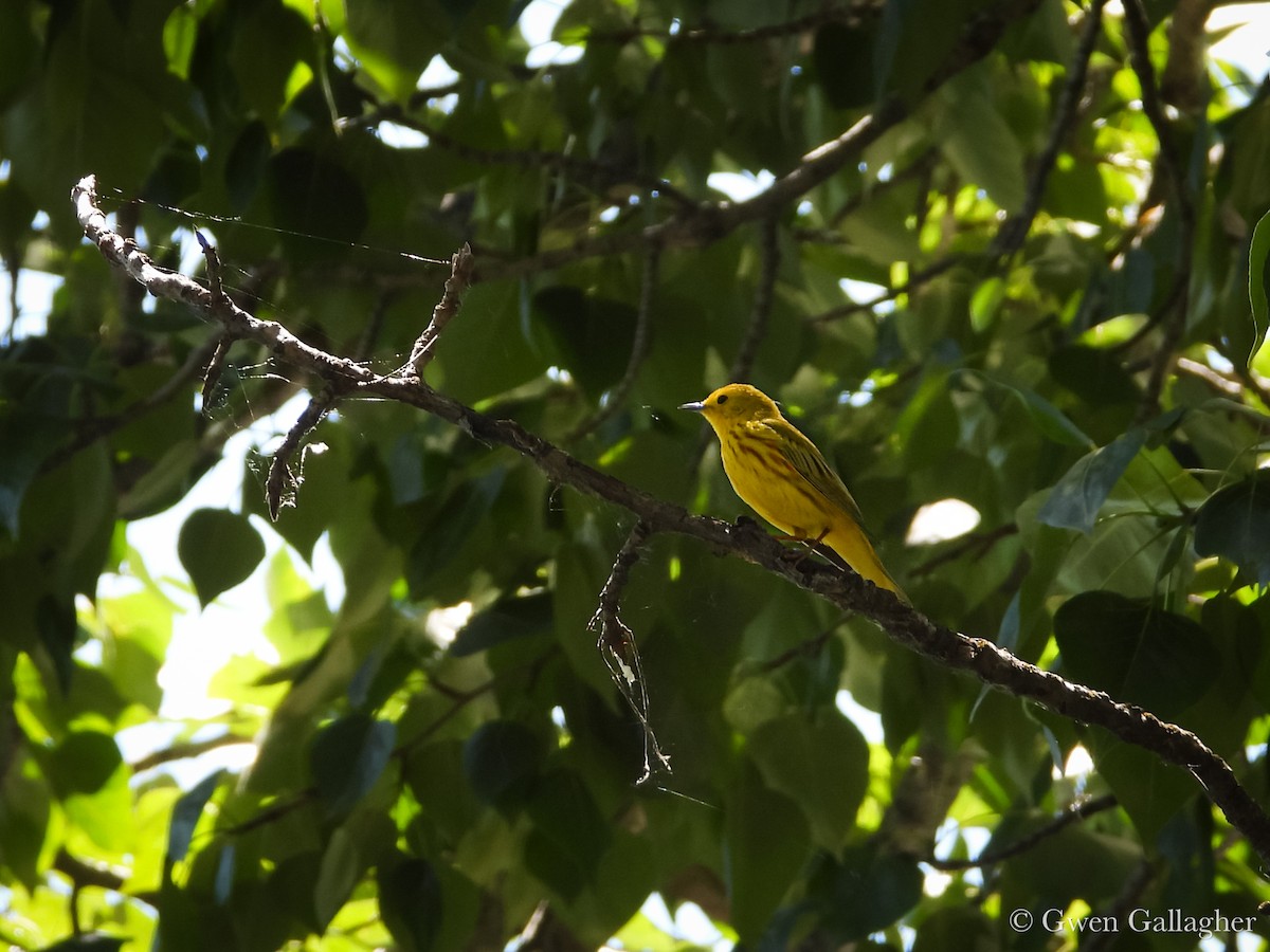 Yellow Warbler (Northern) - ML636493868