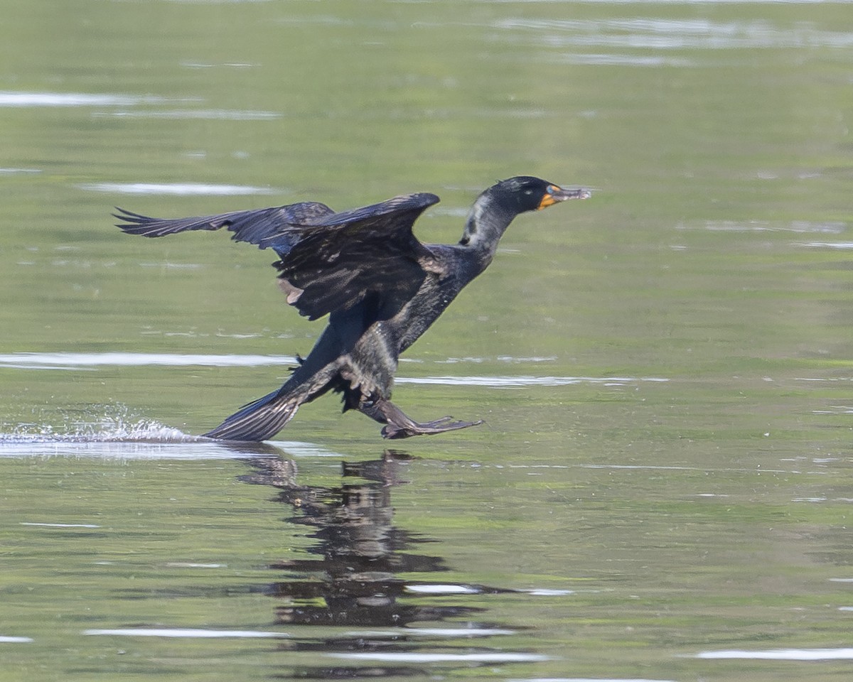 Cormorán Orejudo - ML636493897