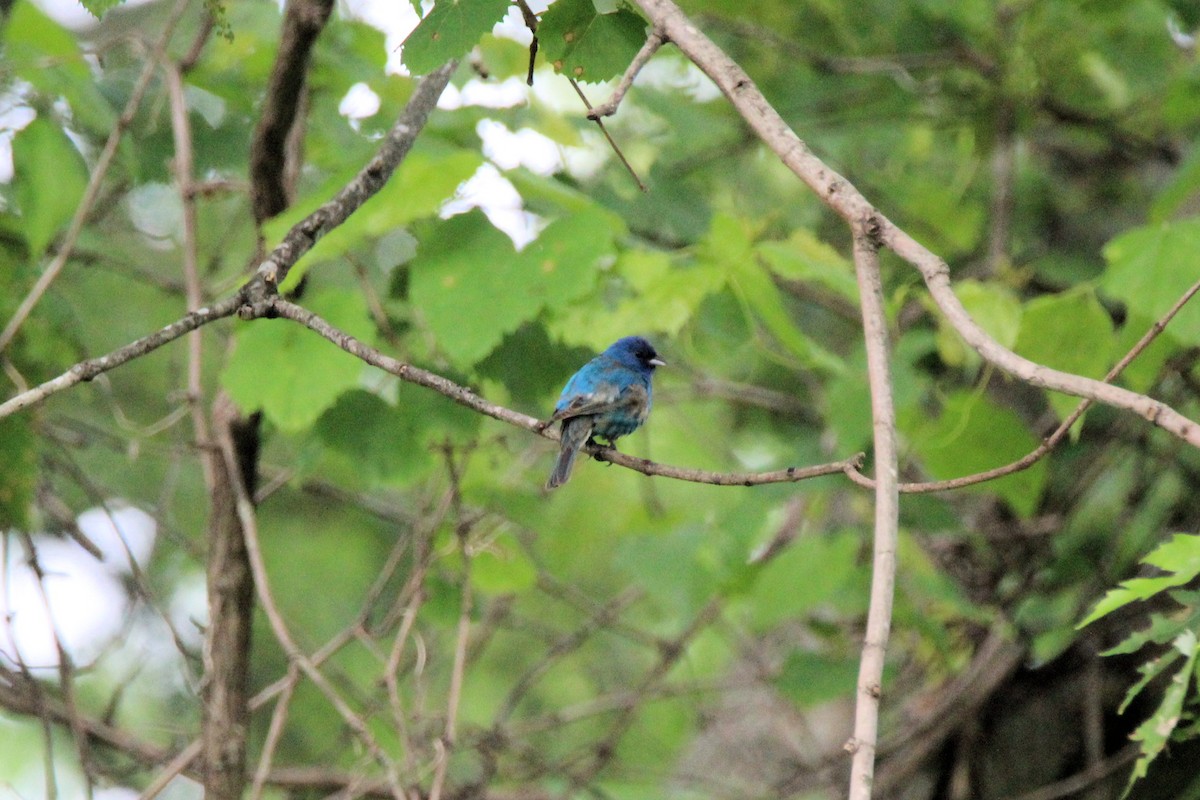 Indigo Bunting - ML636493903