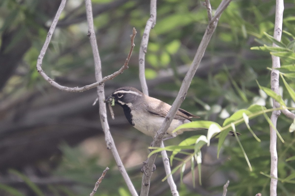 Black-throated Sparrow - ML636493927