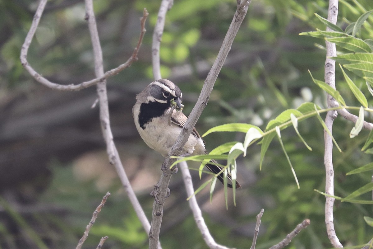 Black-throated Sparrow - ML636493928