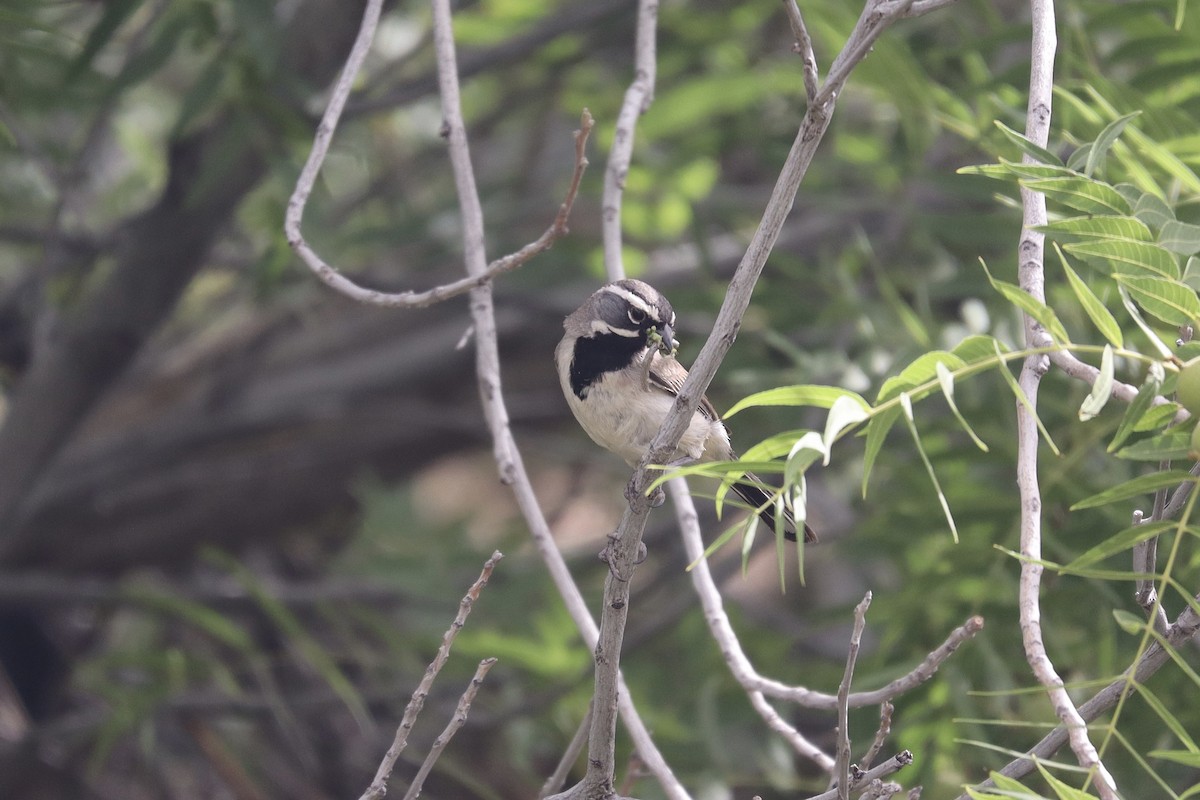 Black-throated Sparrow - ML636493930