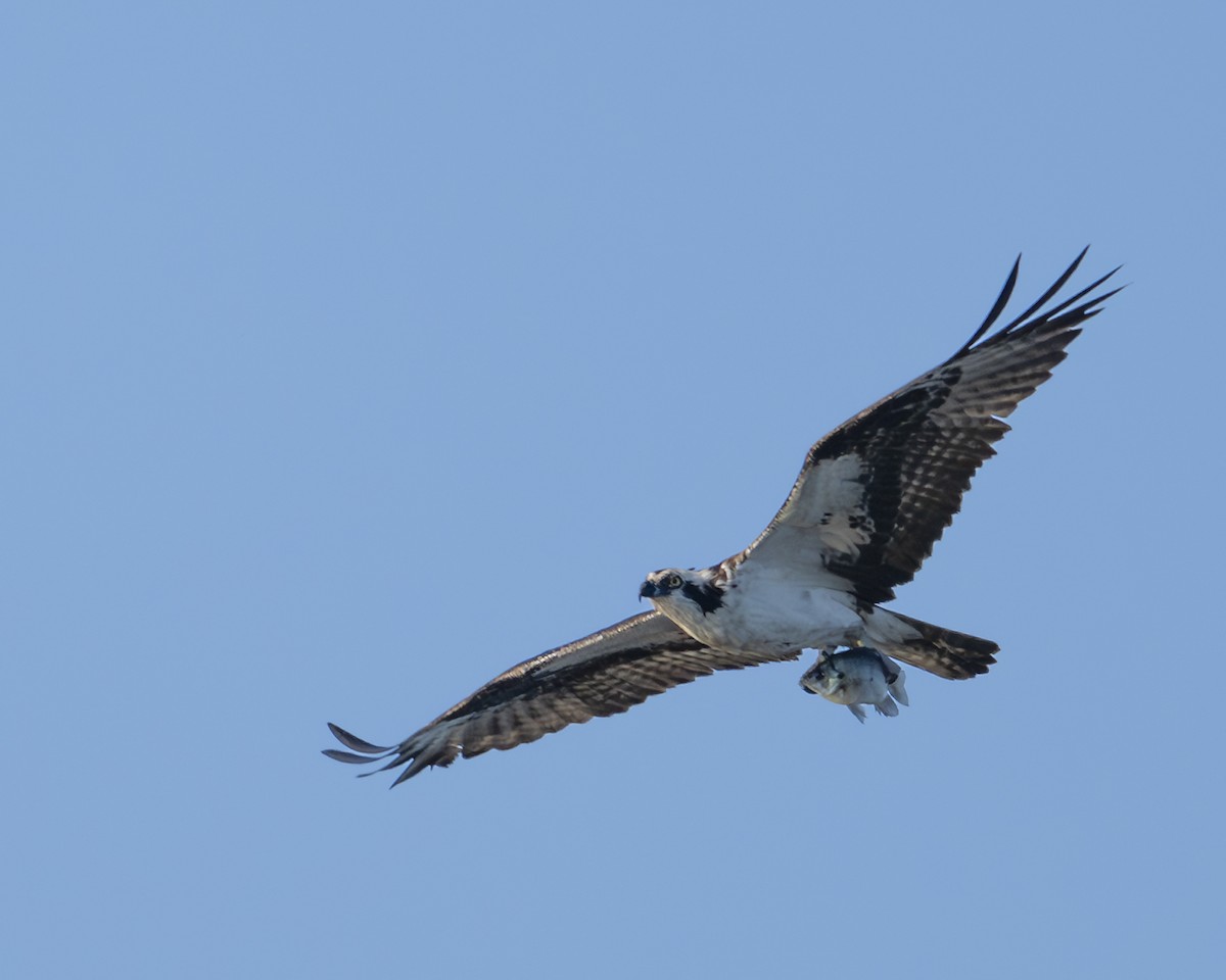 Águila Pescadora - ML636493950