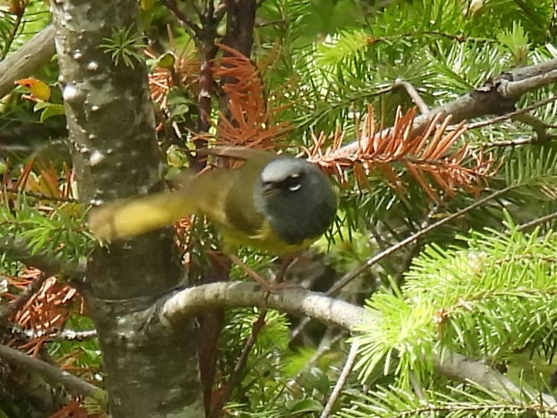 MacGillivray's Warbler - ML636493998