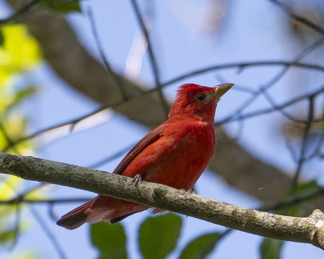 Piranga Roja - ML636494061