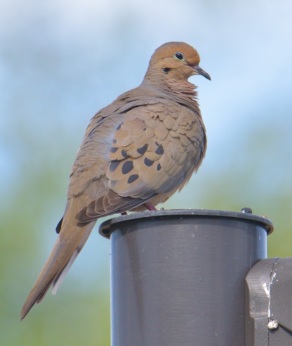 Mourning Dove - ML636494178