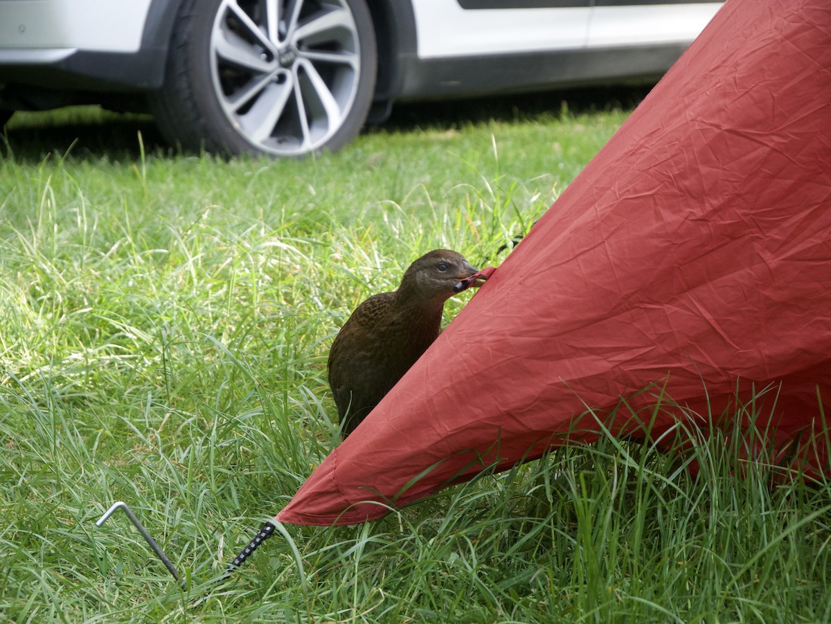 Weka - ML636494259