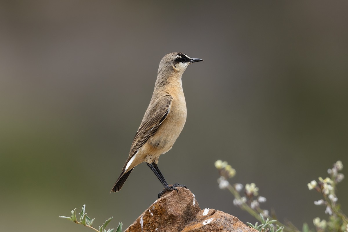 Buff-breasted Wheatear - ML636494268