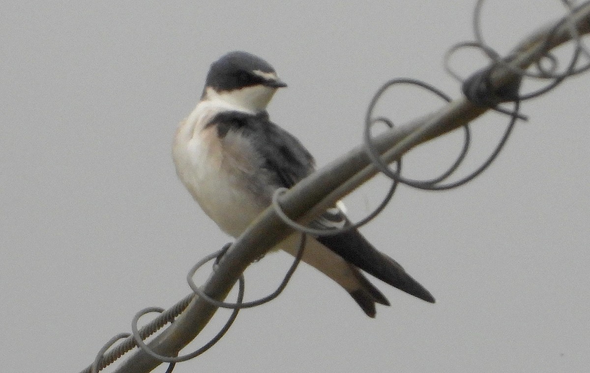 White-rumped Swallow - ML636494299