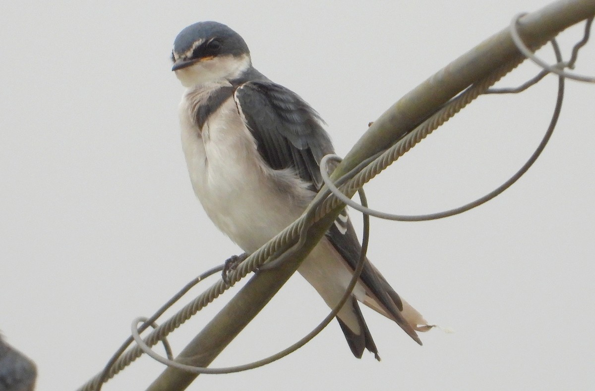White-rumped Swallow - ML636494300