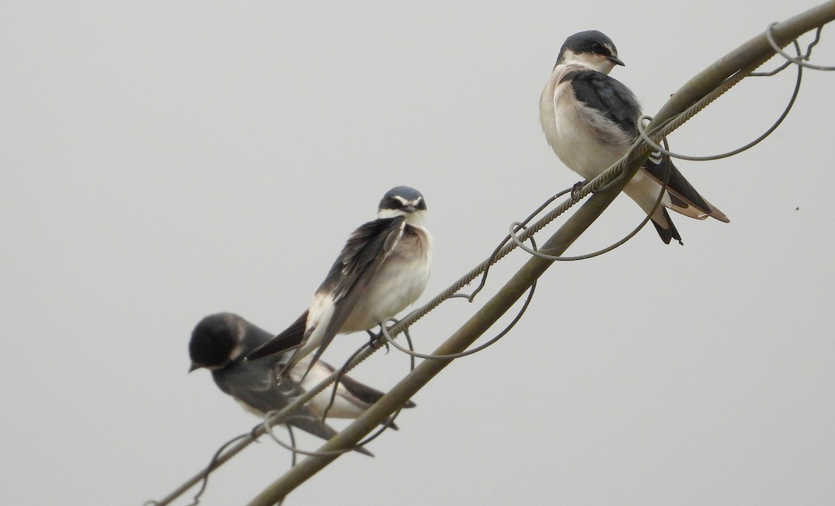 White-rumped Swallow - ML636494301