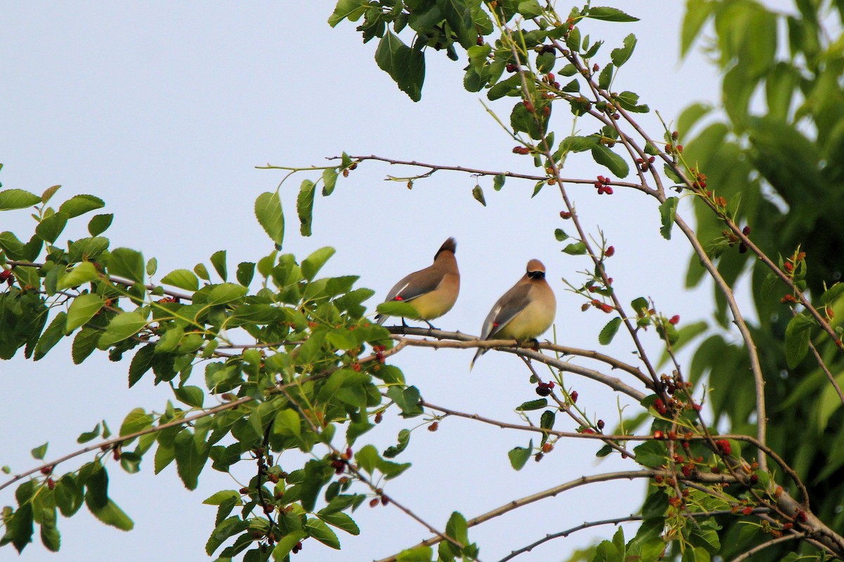 Cedar Waxwing - ML636494308