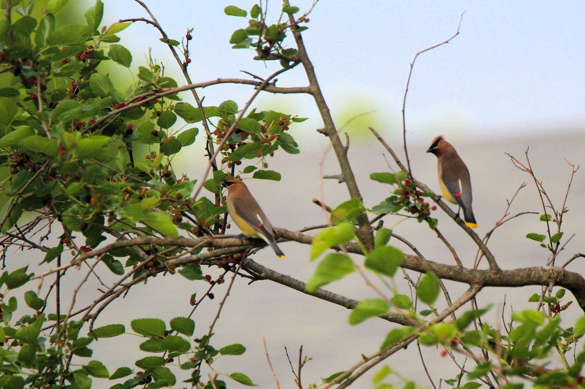 Cedar Waxwing - ML636494309
