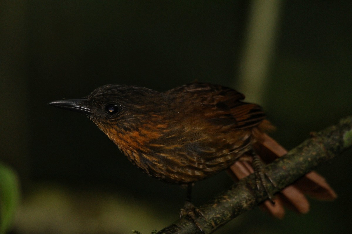 Streak-breasted Treehunter - ML636494343