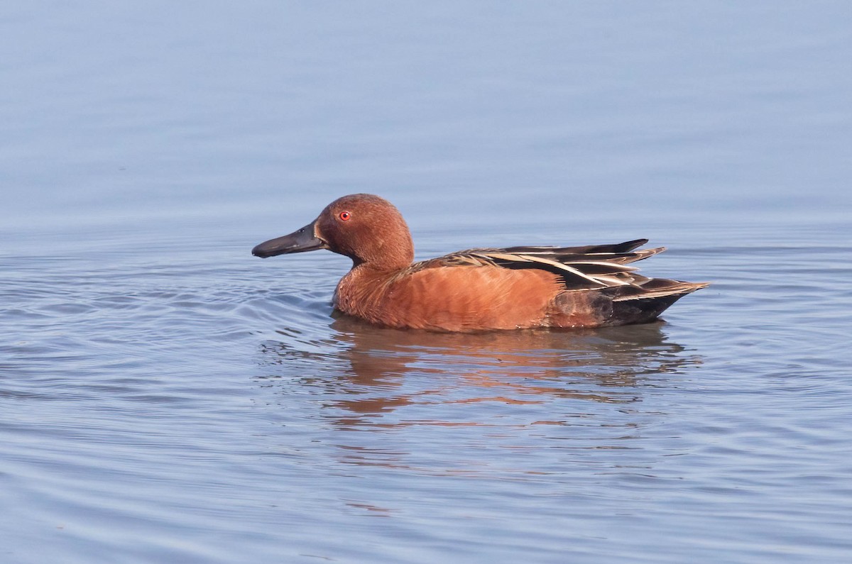Cinnamon Teal - ML636494436