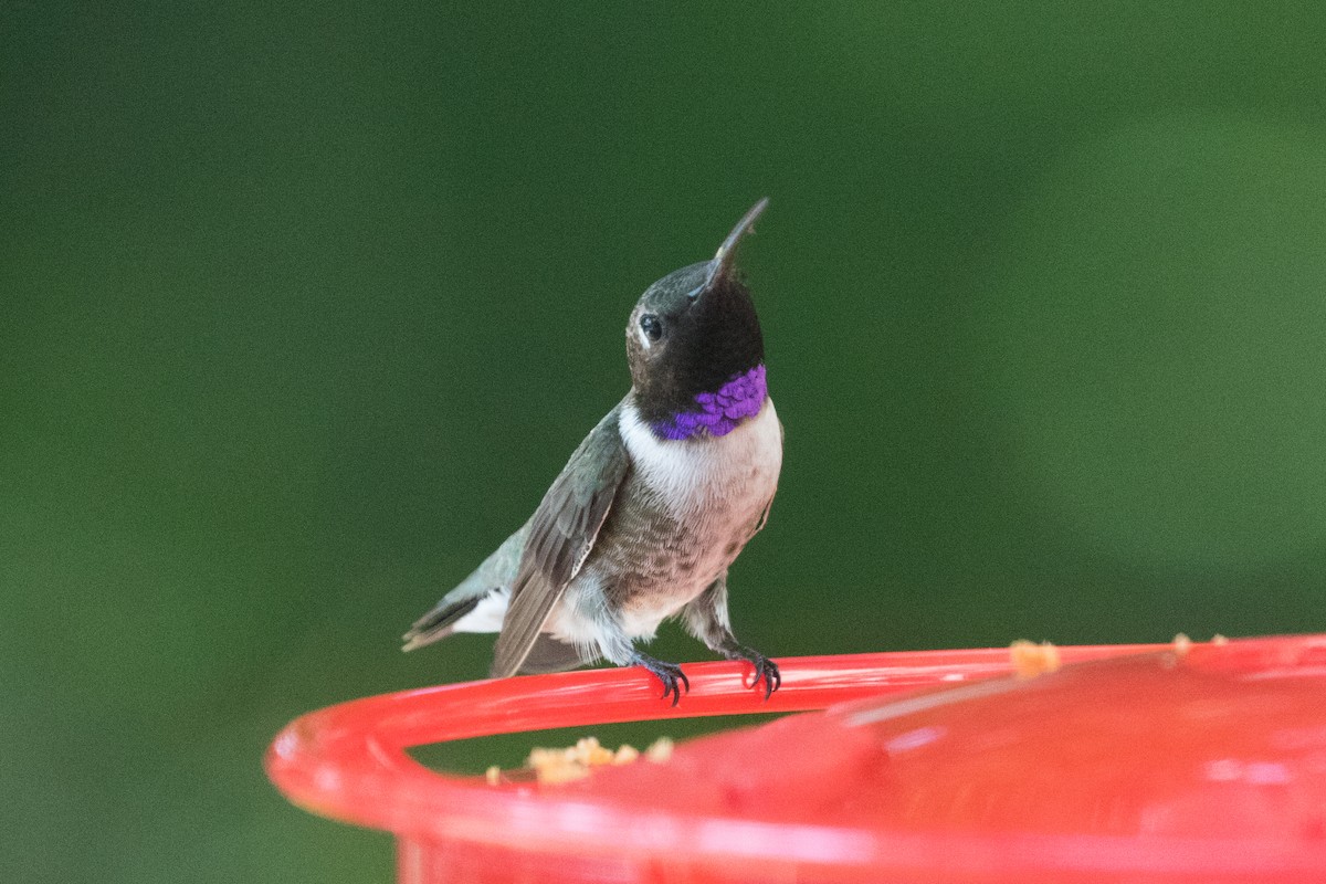 kalypta černobradá - ML636494474