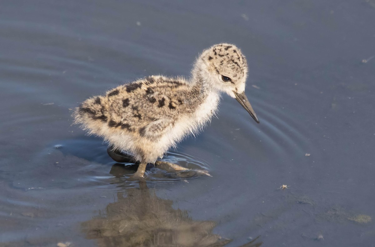 Black-necked Stilt - ML636494532