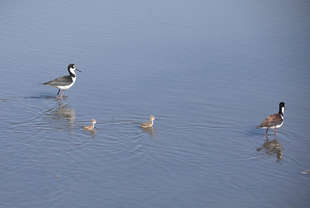 Black-necked Stilt - ML636494533