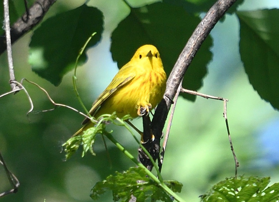 Yellow Warbler (Northern) - ML636494548