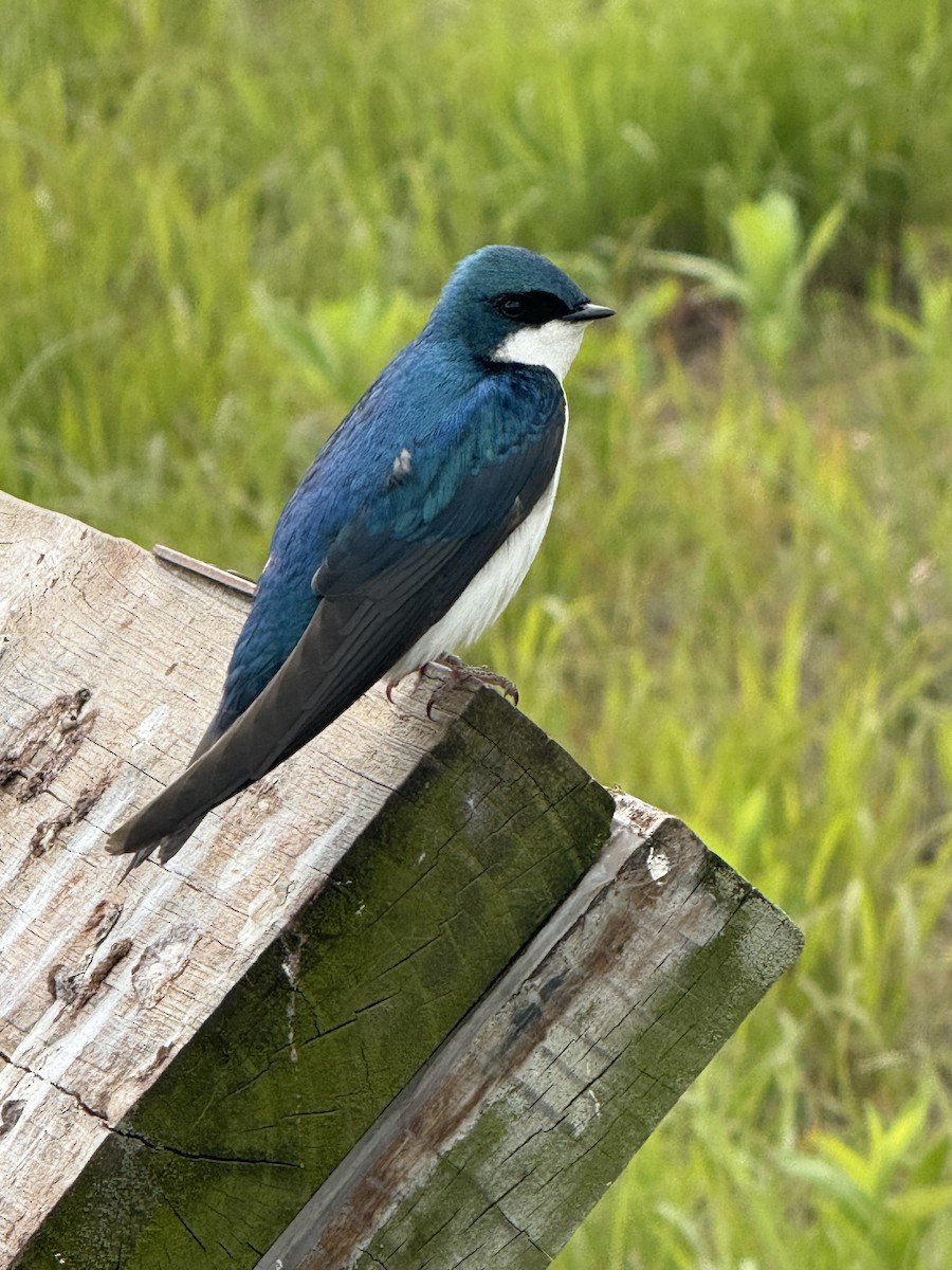 Tree Swallow - ML636494565