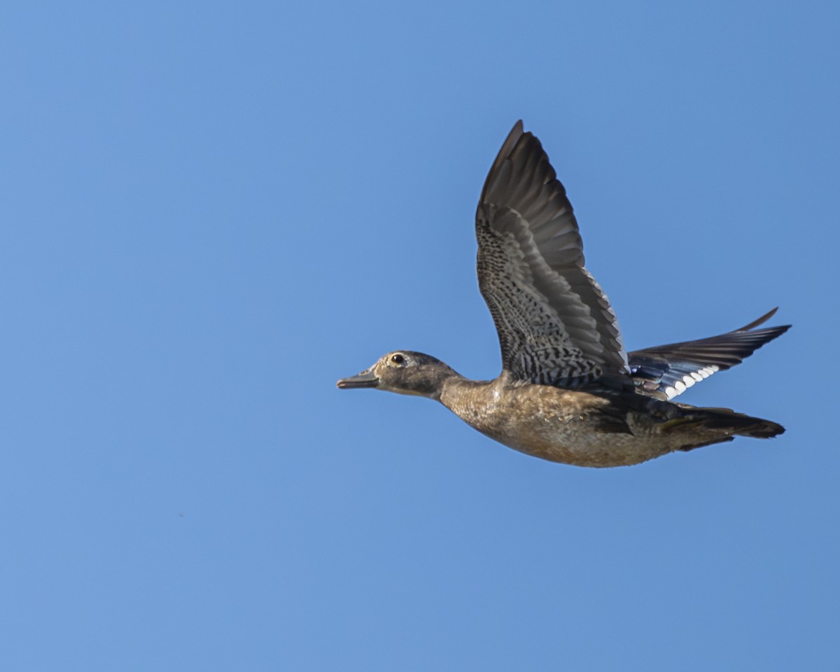Pato Joyuyo - ML636494575