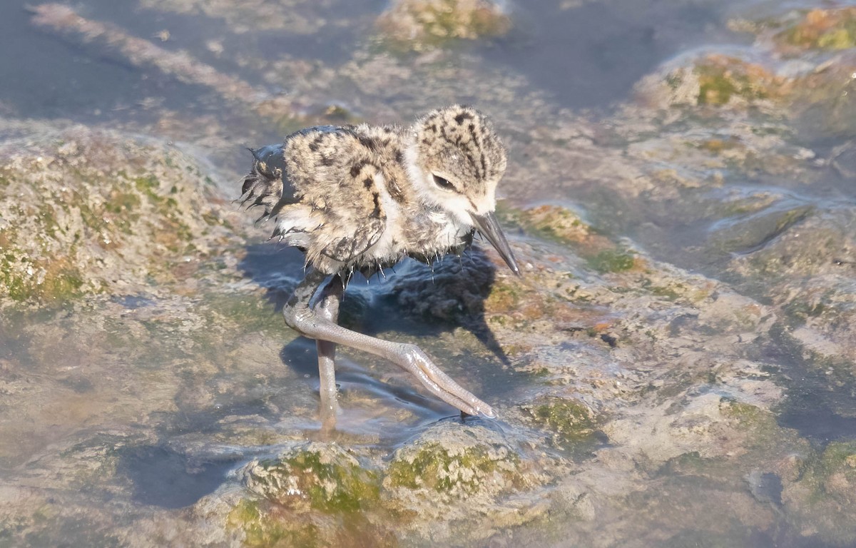 Black-necked Stilt - ML636494576