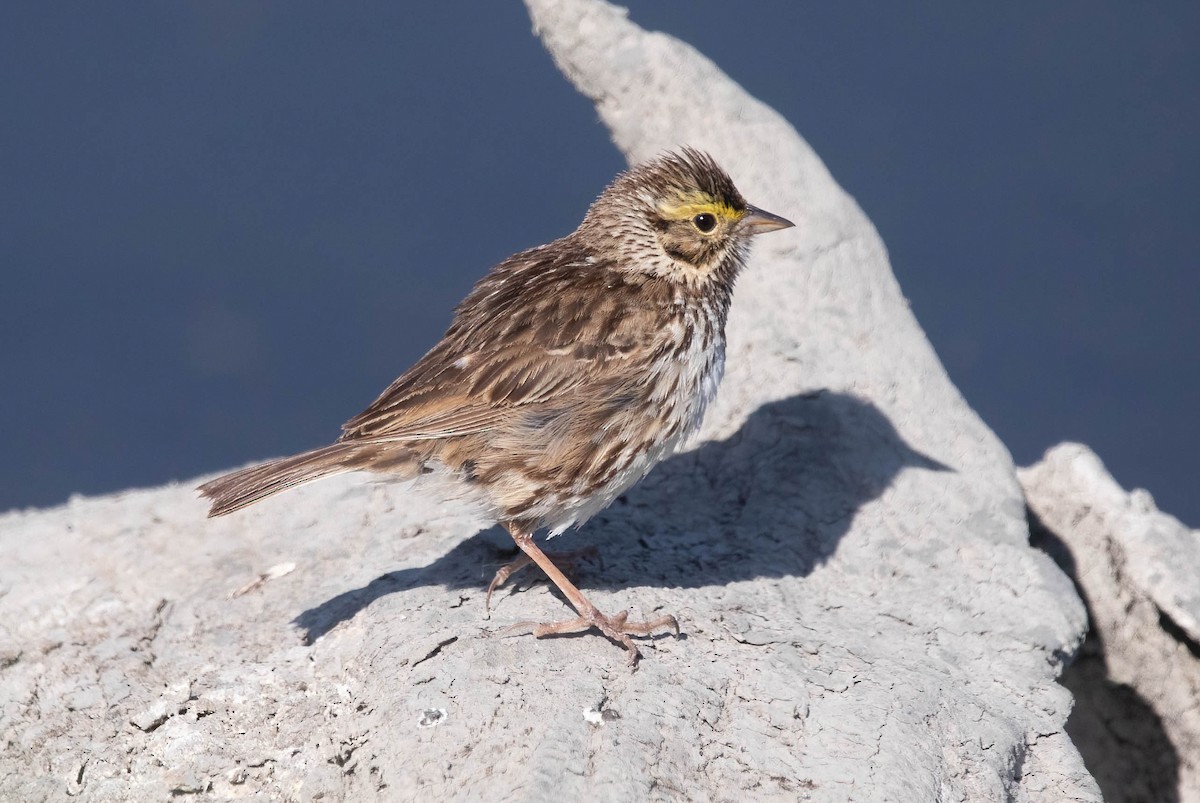 Savannah Sparrow - ML636494706