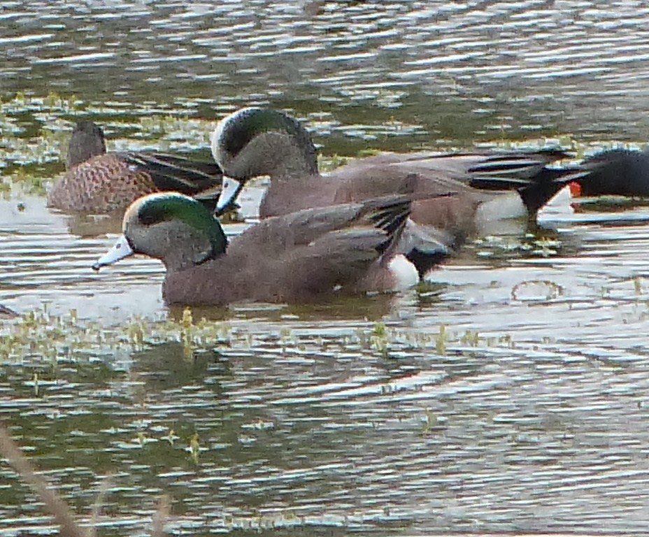 ברווז אמריקני - ML63649471
